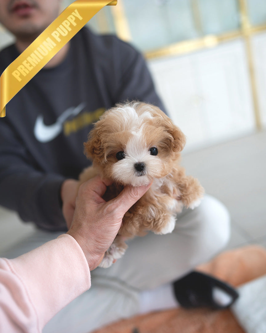 AUSTIN - MALE (PURCHASED by HIEP) - ROLLY TEACUP PUPPIES - TEACUP PUPPY FOR SALE
