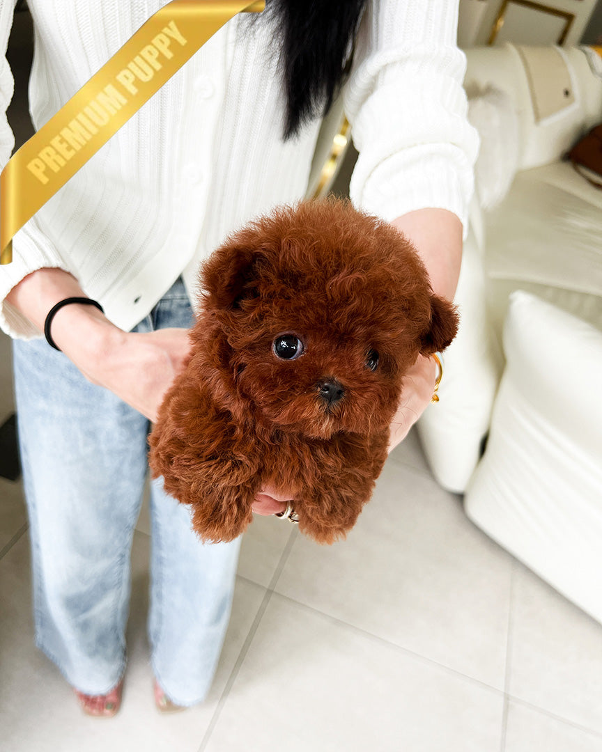 CINNAMON - FEMALE(RESERVED by LINZ) - ROLLY TEACUP PUPPIES - TEACUP PUPPY FOR SALE