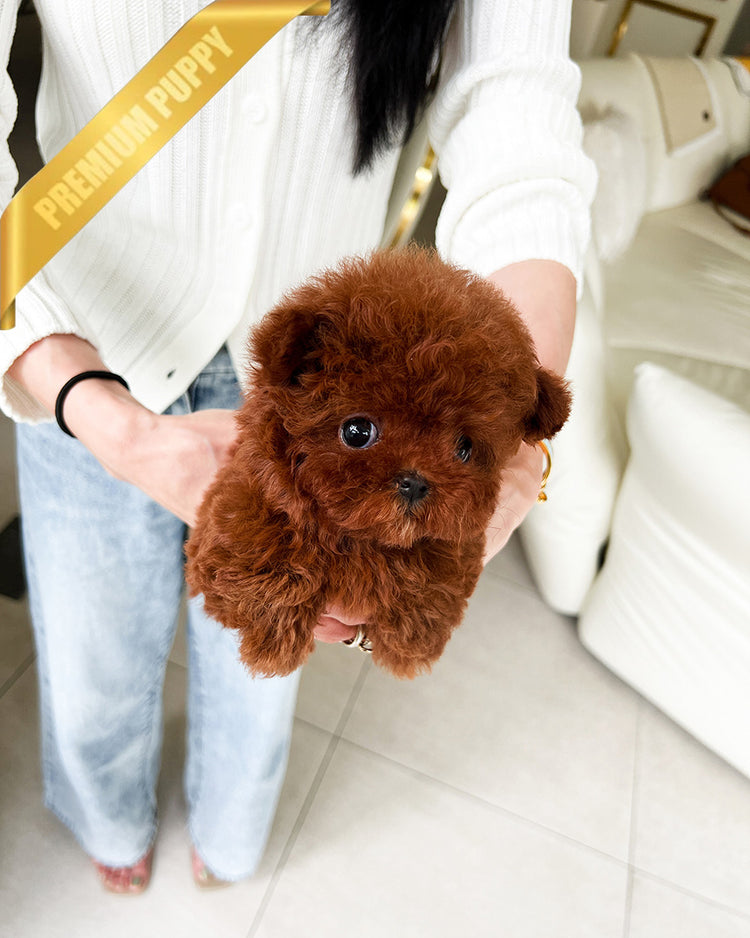 CINNAMON - FEMALE(RESERVED by LINZ) - ROLLY TEACUP PUPPIES - TEACUP PUPPY FOR SALE