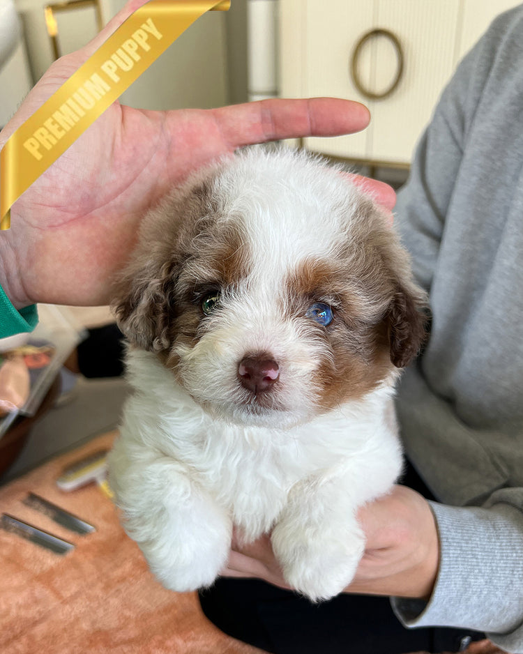 AURORA - FEMALE (PURCHASED by BONNIE) - ROLLY TEACUP PUPPIES - TEACUP PUPPY FOR SALE