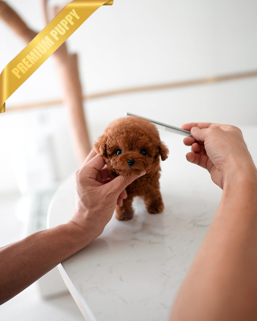 JACK - MALE (PURCHASED by TELLI) - ROLLYPUPS OFFICIAL