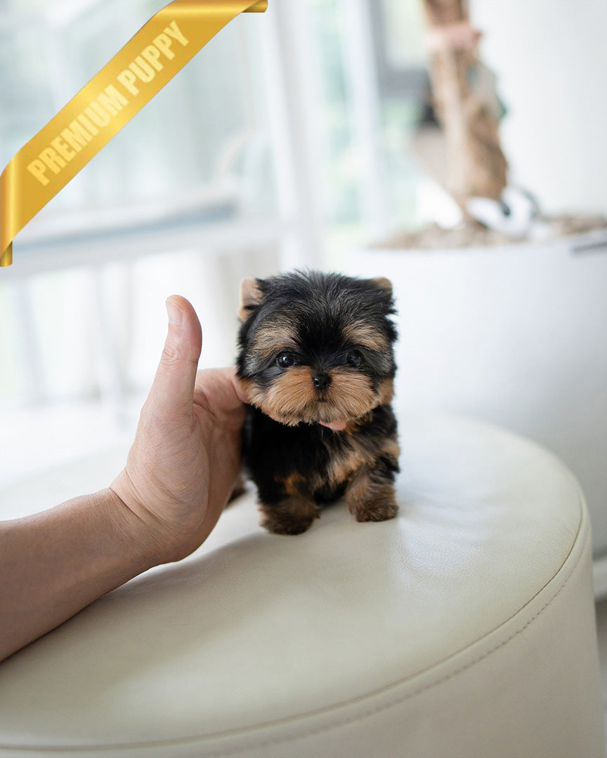 EMMA - FEMALE(PURCHASED by VINCENT) - ROLLY TEACUP PUPPIES - TEACUP PUPPY FOR SALE