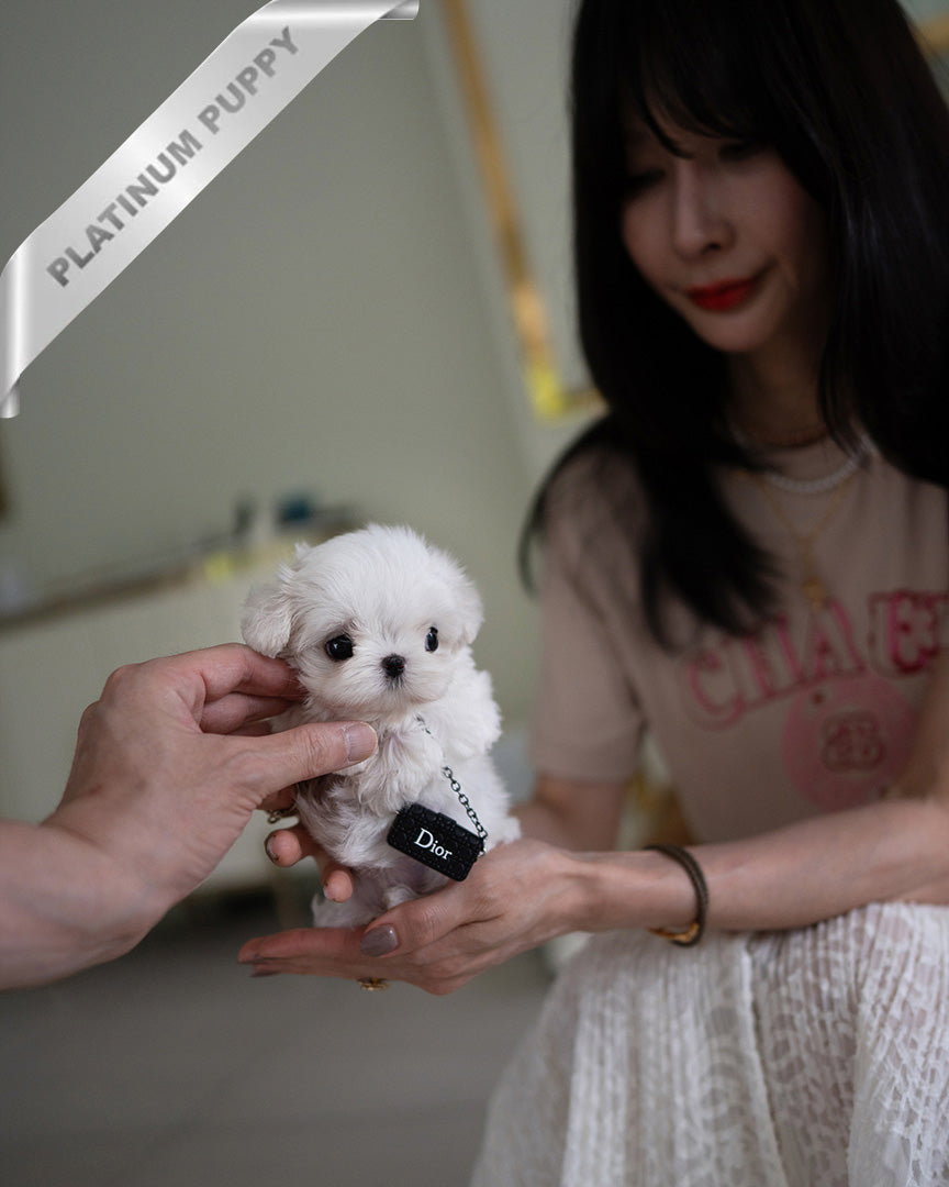 VALENTINA - FEMALE (PURCHASED by MARIANA) - ROLLY TEACUP PUPPIES - TEACUP PUPPY FOR SALE