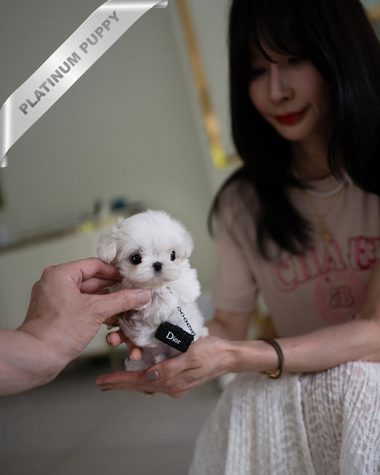 VALENTINA - FEMALE (PURCHASED by MARIANA) - ROLLY TEACUP PUPPIES - TEACUP PUPPY FOR SALE