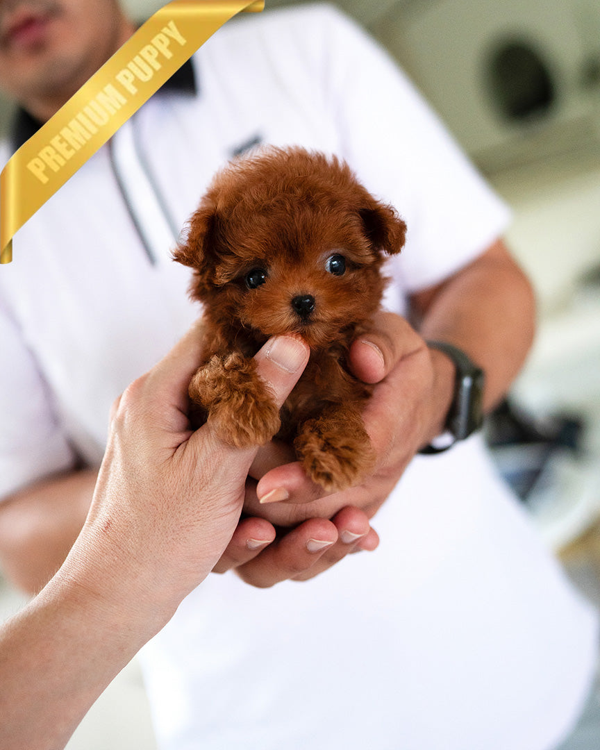 FELIX - MALE - ROLLY TEACUP PUPPIES - TEACUP PUPPY FOR SALE