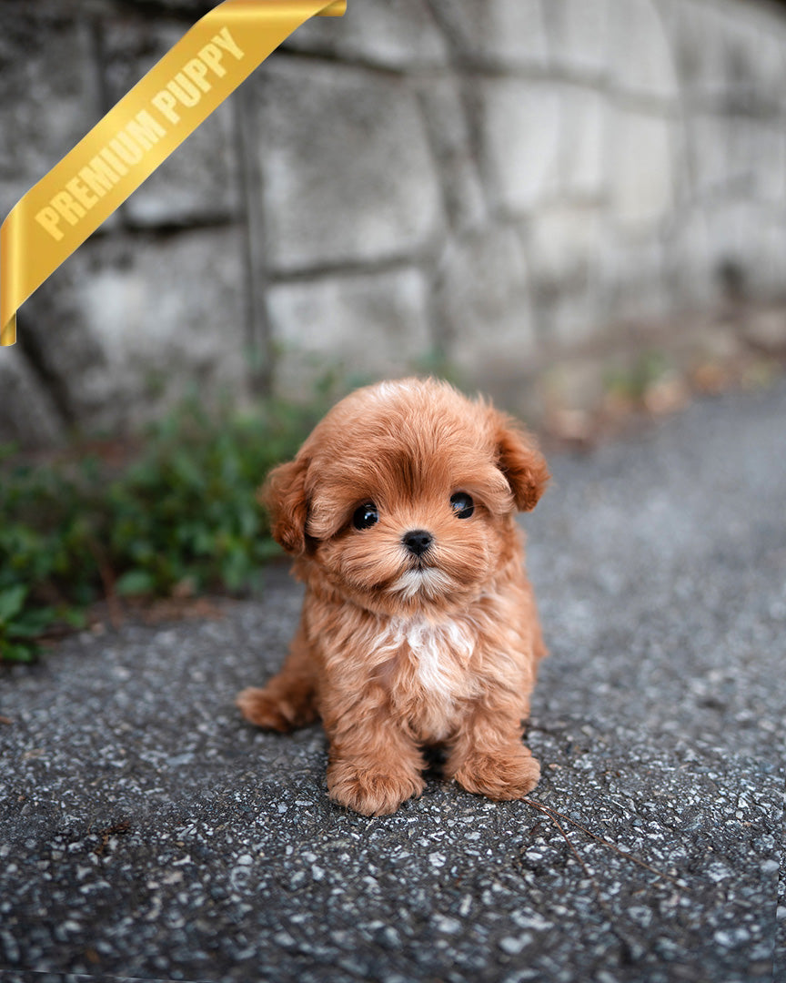 JESSICA - FEMALE (RESERVED by LOURDES) - ROLLY TEACUP PUPPIES - TEACUP PUPPY FOR SALE