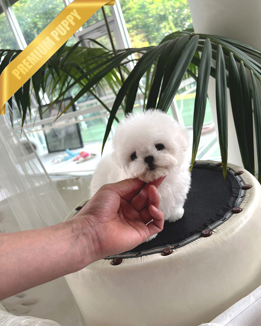 DUSTIN - MALE (PURCHASED by ROBERTO) - ROLLY TEACUP PUPPIES - TEACUP PUPPY FOR SALE