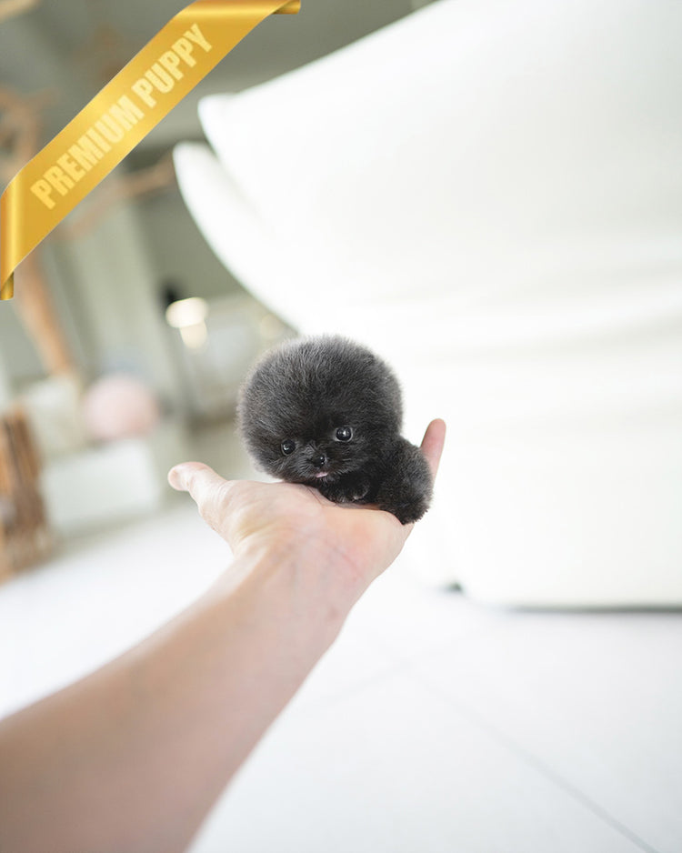 INDIGO  - MALE (PURCHASED by JENNY) - ROLLY TEACUP PUPPIES - TEACUP PUPPY FOR SALE