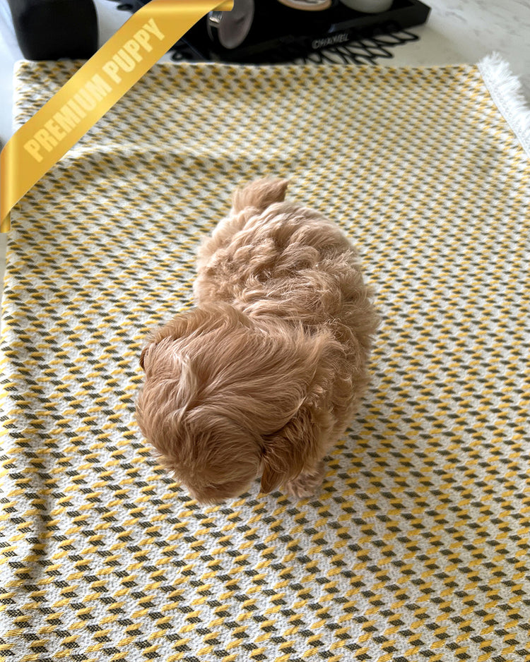 LALA - FEMALE (PURCHASED by DEVIS) - ROLLY TEACUP PUPPIES - TEACUP PUPPY FOR SALE