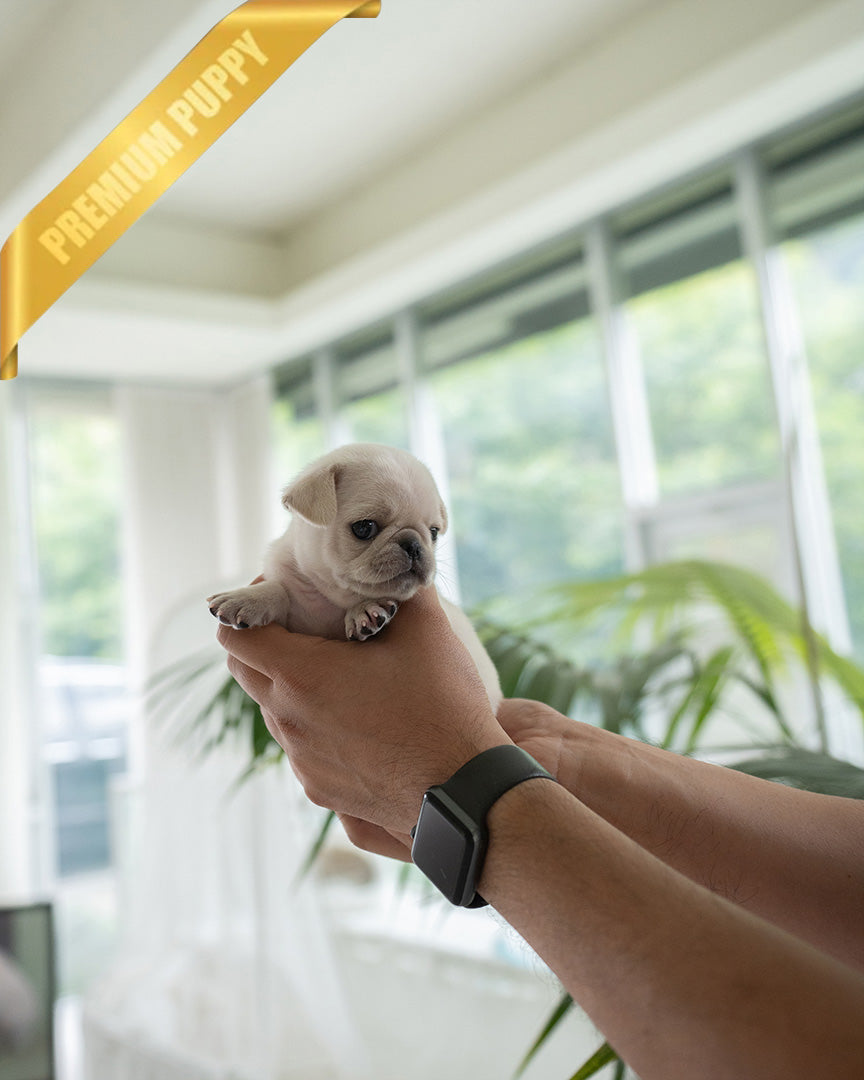 WRINKLES - FEMALE (PURCHASED by CHEN) - ROLLY TEACUP PUPPIES - TEACUP PUPPY FOR SALE