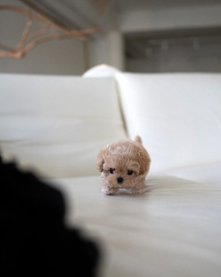 CAMILLE - FEMALE (PURCHASED by KAREN) - ROLLYPUPS OFFICIAL