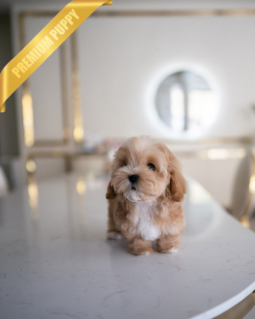 MOCHI - FEMALE - ROLLY TEACUP PUPPIES - TEACUP PUPPY FOR SALE