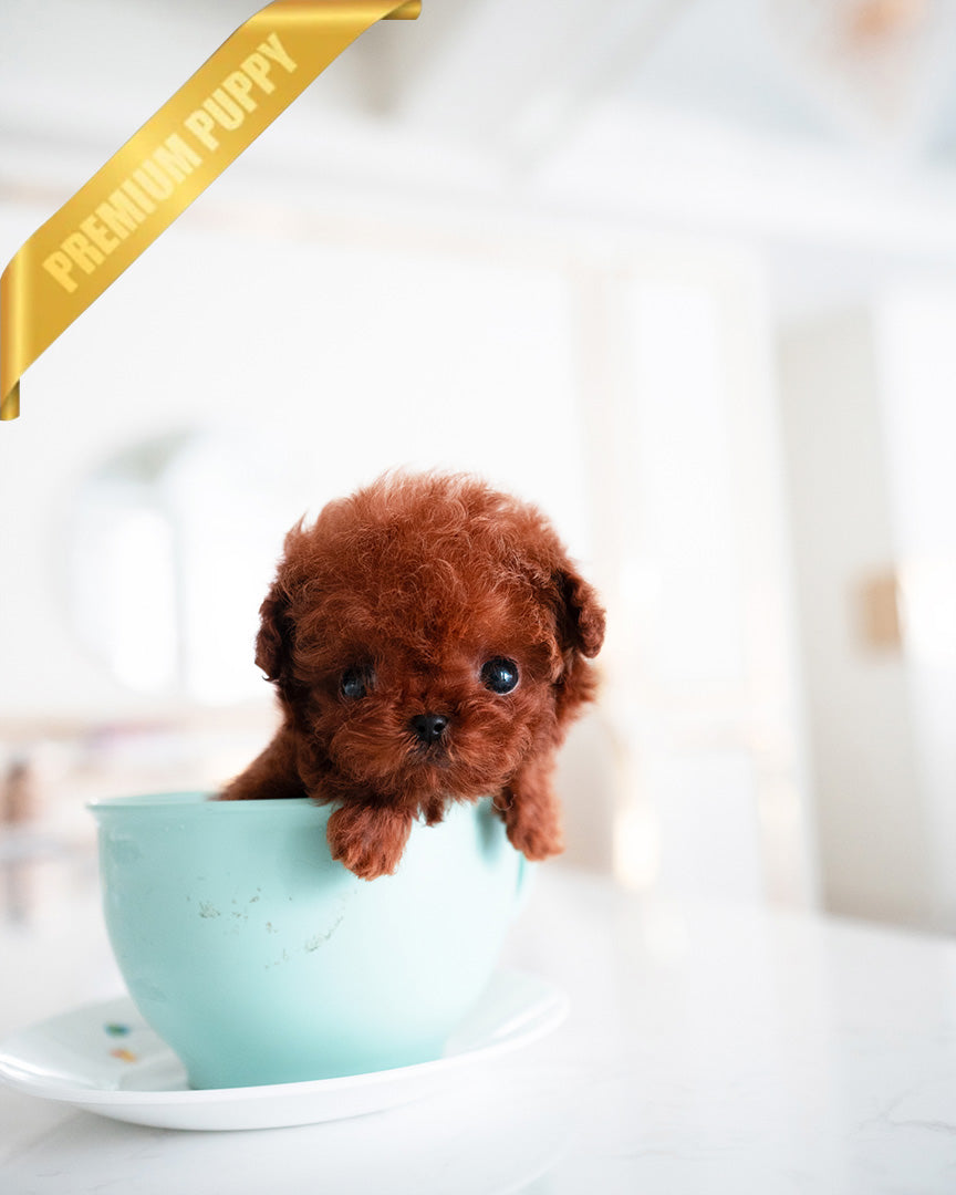 MILO - MALE (PURCHASED by PATRICE) - ROLLY TEACUP PUPPIES - TEACUP PUPPY FOR SALE
