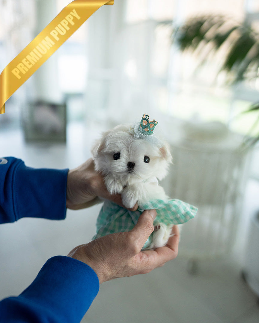 TOBY - MALE - ROLLY TEACUP PUPPIES - TEACUP PUPPY FOR SALE