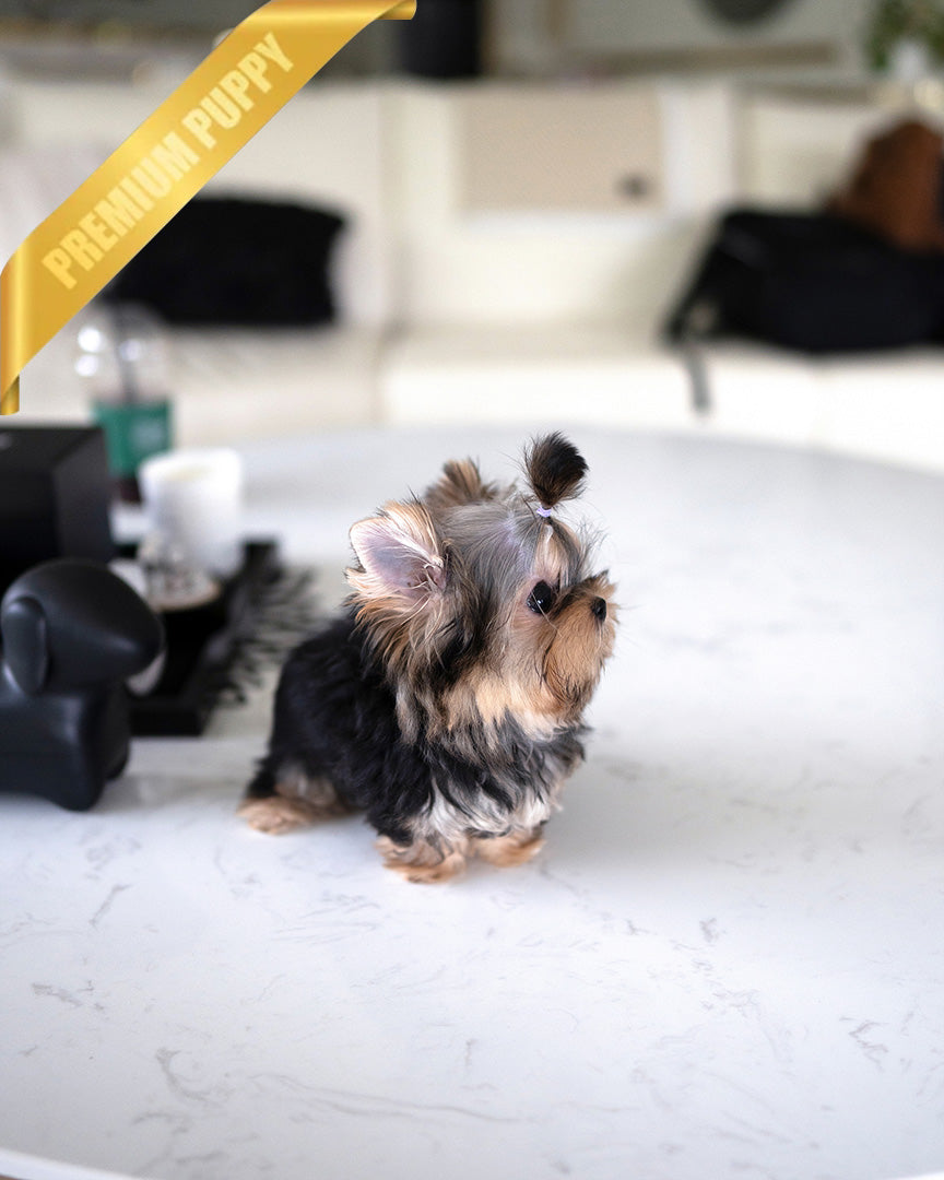 HENRY - MALE (PURCHASED by LEE) - ROLLY TEACUP PUPPIES - TEACUP PUPPY FOR SALE