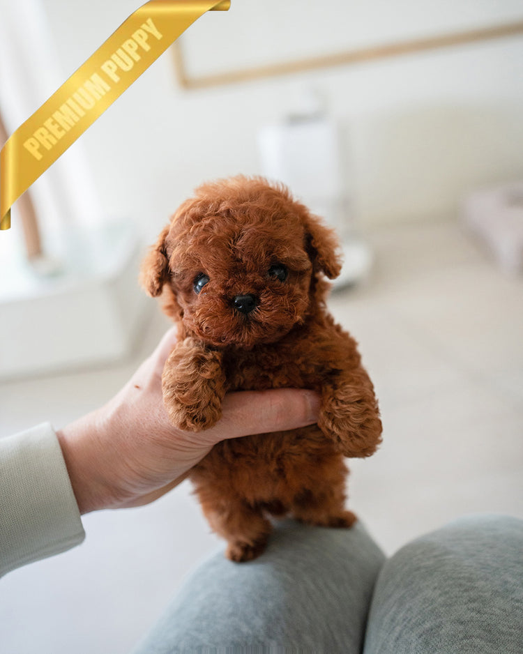 AMELIA - FEMALE (PURCHASED by ESTEFANIA) - ROLLY TEACUP PUPPIES - TEACUP PUPPY FOR SALE