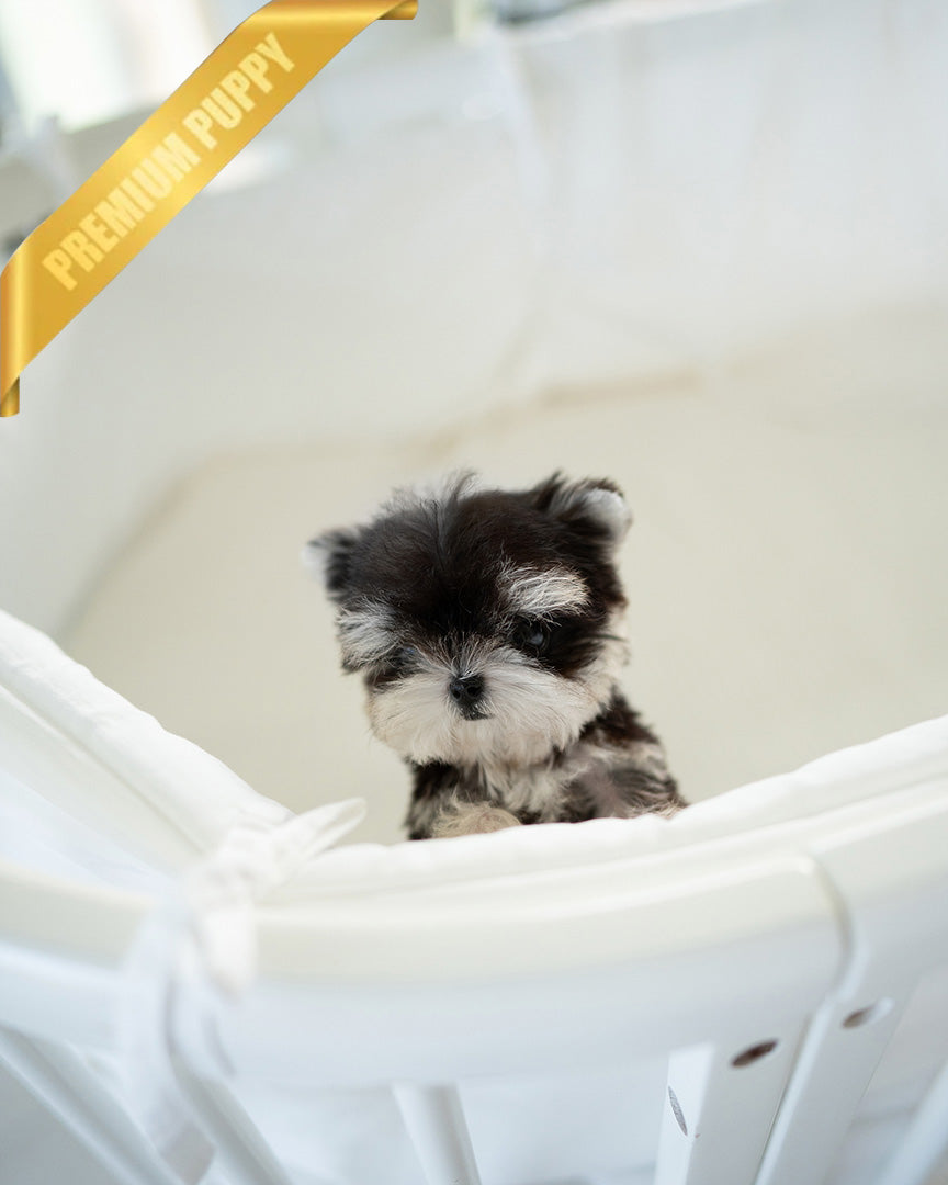 COLA - MALE - ROLLY TEACUP PUPPIES -