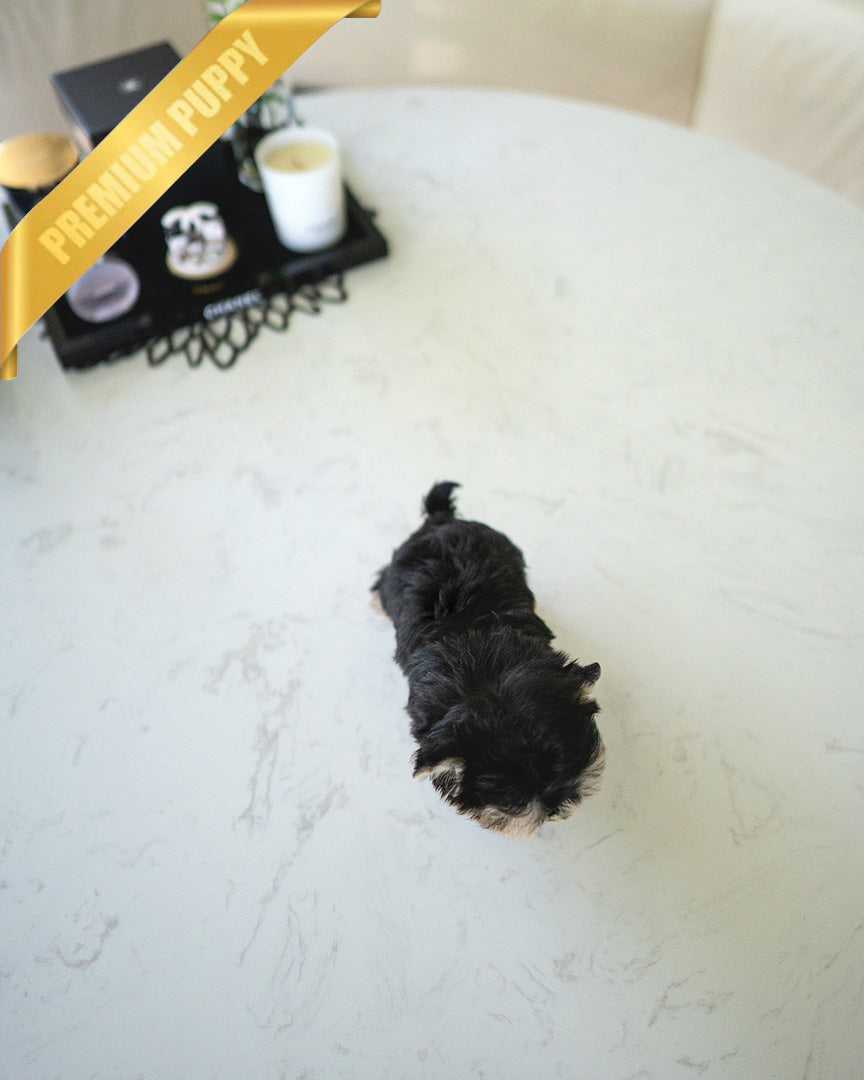ROVER - MALE (PURCHASED by ITZIA) - ROLLYPUPS OFFICIAL