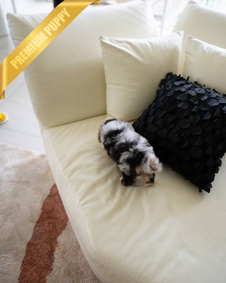 TRIXIE - FEMALE (PURCHASED by DANIEL) - ROLLY TEACUP PUPPIES - TEACUP PUPPY FOR SALE