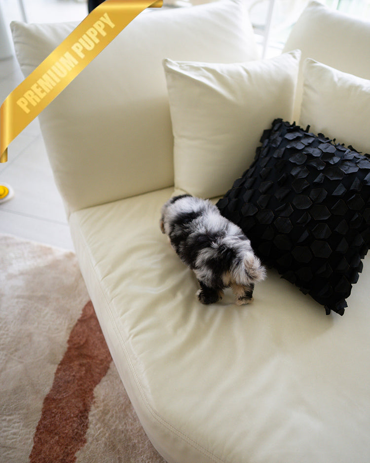 TRIXIE - FEMALE (PURCHASED by DANIEL) - ROLLY TEACUP PUPPIES - TEACUP PUPPY FOR SALE