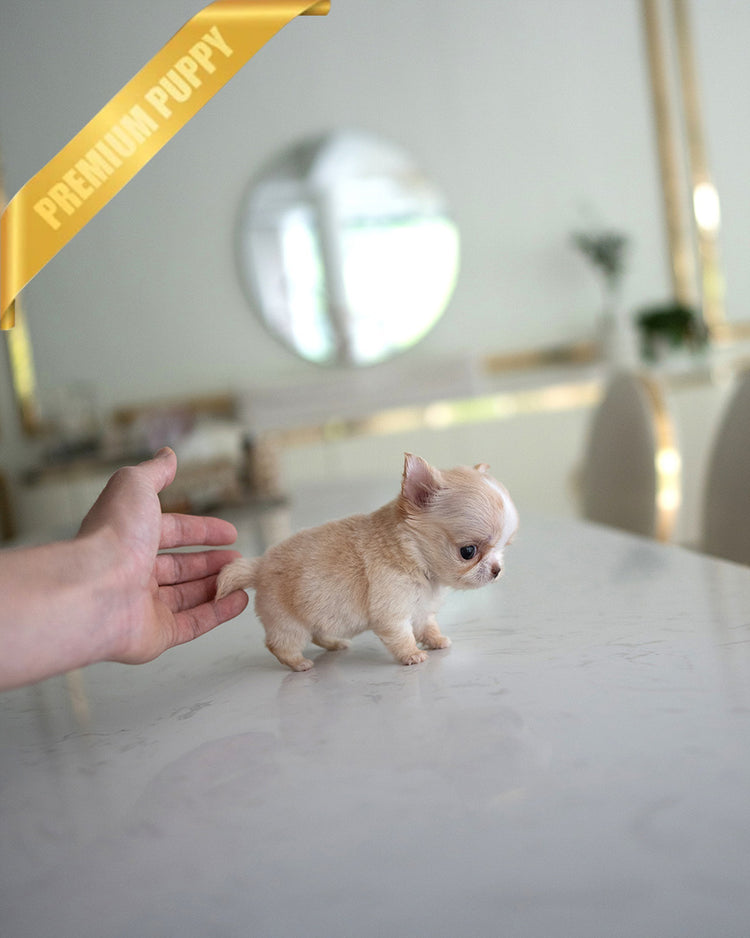 LOLA - FEMALE (PURCHASED by BETH) - ROLLY TEACUP PUPPIES - TEACUP PUPPY FOR SALE