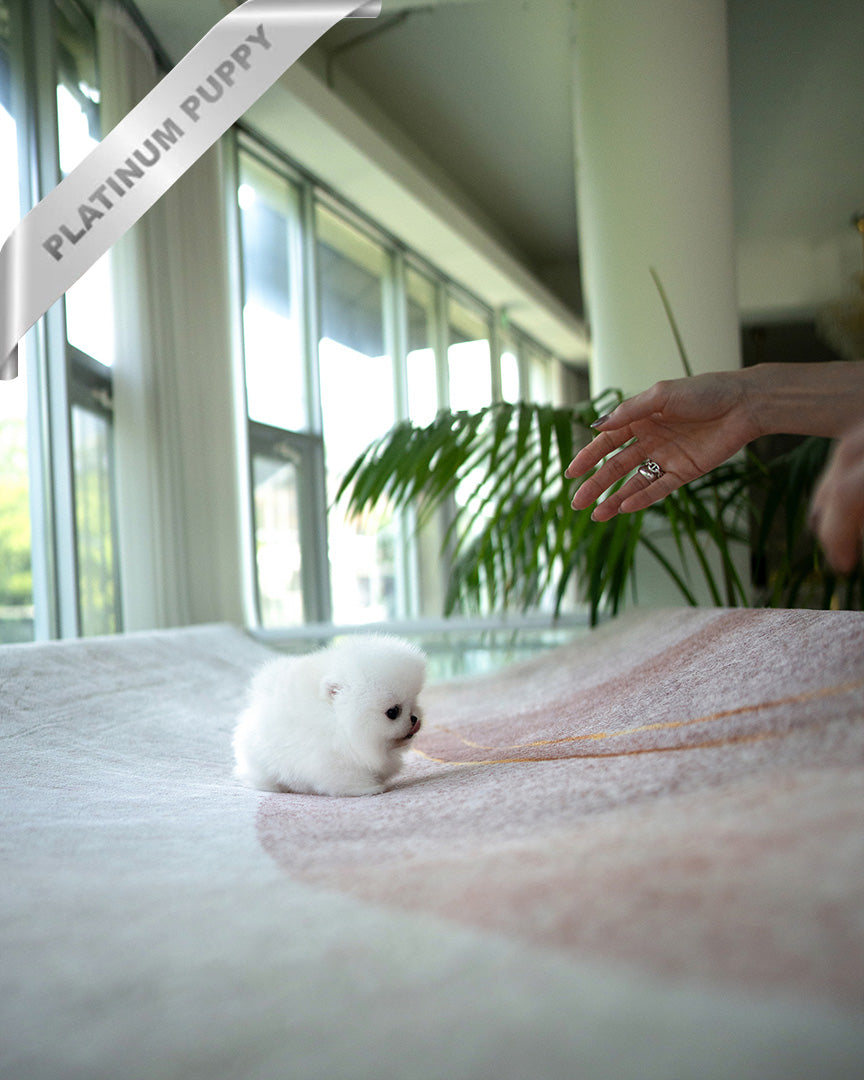 TAYLOR - MALE (PURCHASED by ALVARO) - ROLLY TEACUP PUPPIES - TEACUP PUPPY FOR SALE