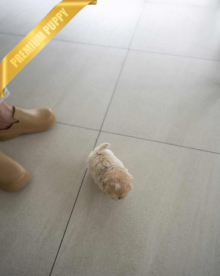 EWAN - MALE (PURCHASED by ABDULLAH) - ROLLY TEACUP PUPPIES - TEACUP PUPPY FOR SALE