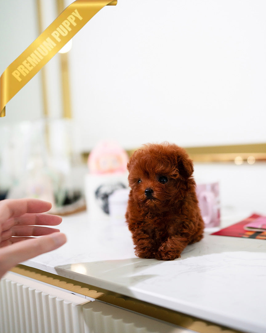 SIENNA - FEMALE (RESERVED by  ROBERT) - ROLLY TEACUP PUPPIES - TEACUP PUPPY FOR SALE