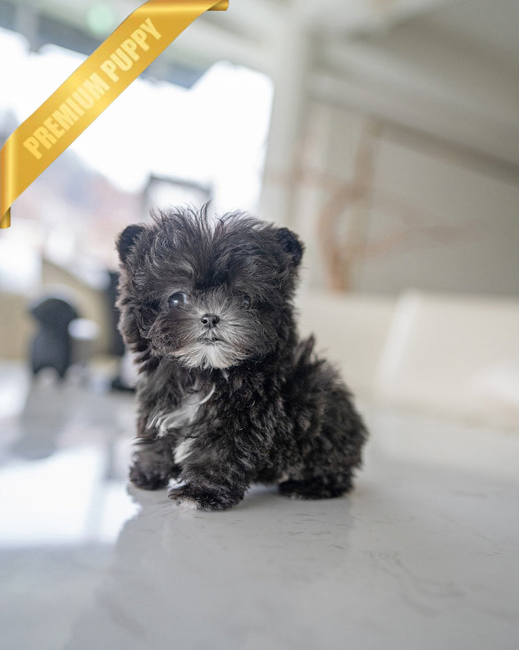 PICO - MALE (RESERVED by HARLOW & LANDON) - ROLLY TEACUP PUPPIES - TEACUP PUPPY FOR SALE