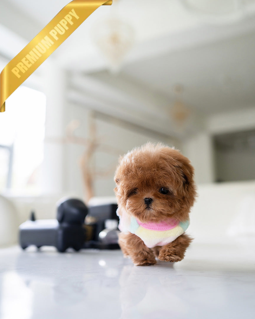 DOLORES - FEMALE - ROLLY TEACUP PUPPIES - TEACUP PUPPY FOR SALE