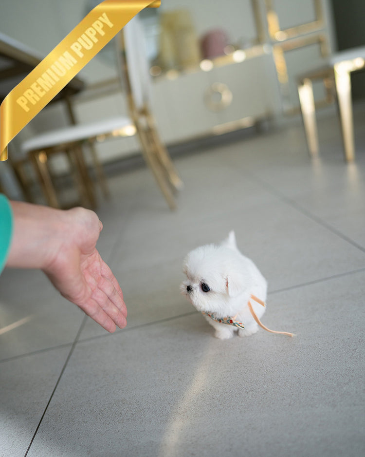 LUNA - FEMALE (PURCHASED by BLANCA) - ROLLYPUPS OFFICIAL