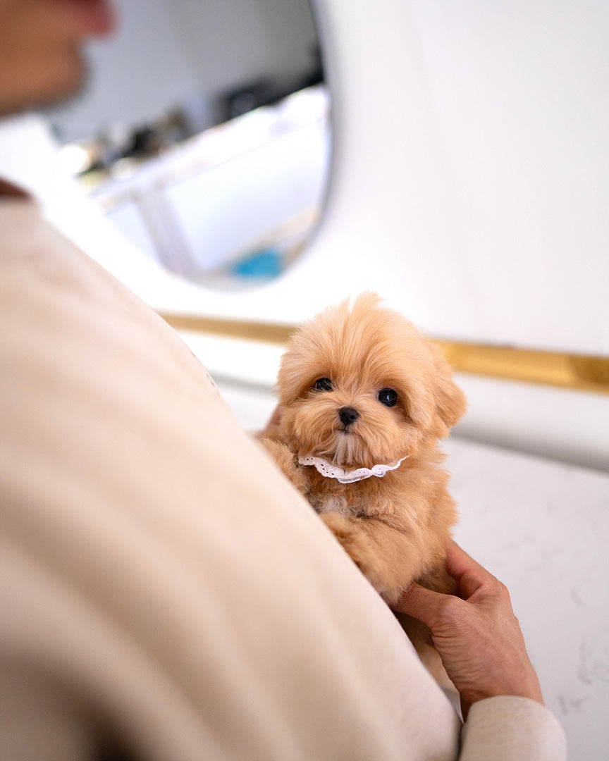 TEDDY - MALE - ROLLYPUPS OFFICIAL