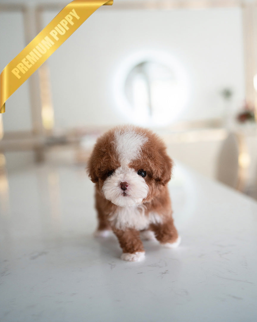CHLOE - FEMALE (RESERVED by EVA) - ROLLY TEACUP PUPPIES - TEACUP PUPPY FOR SALE