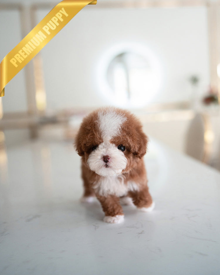 CHLOE - FEMALE (RESERVED by EVA) - ROLLY TEACUP PUPPIES - TEACUP PUPPY FOR SALE