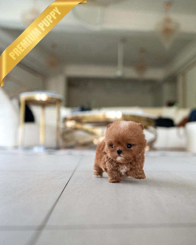 CHLOE - FEMALE (PURCHASED by AZIZ) - ROLLY TEACUP PUPPIES - TEACUP PUPPY FOR SALE