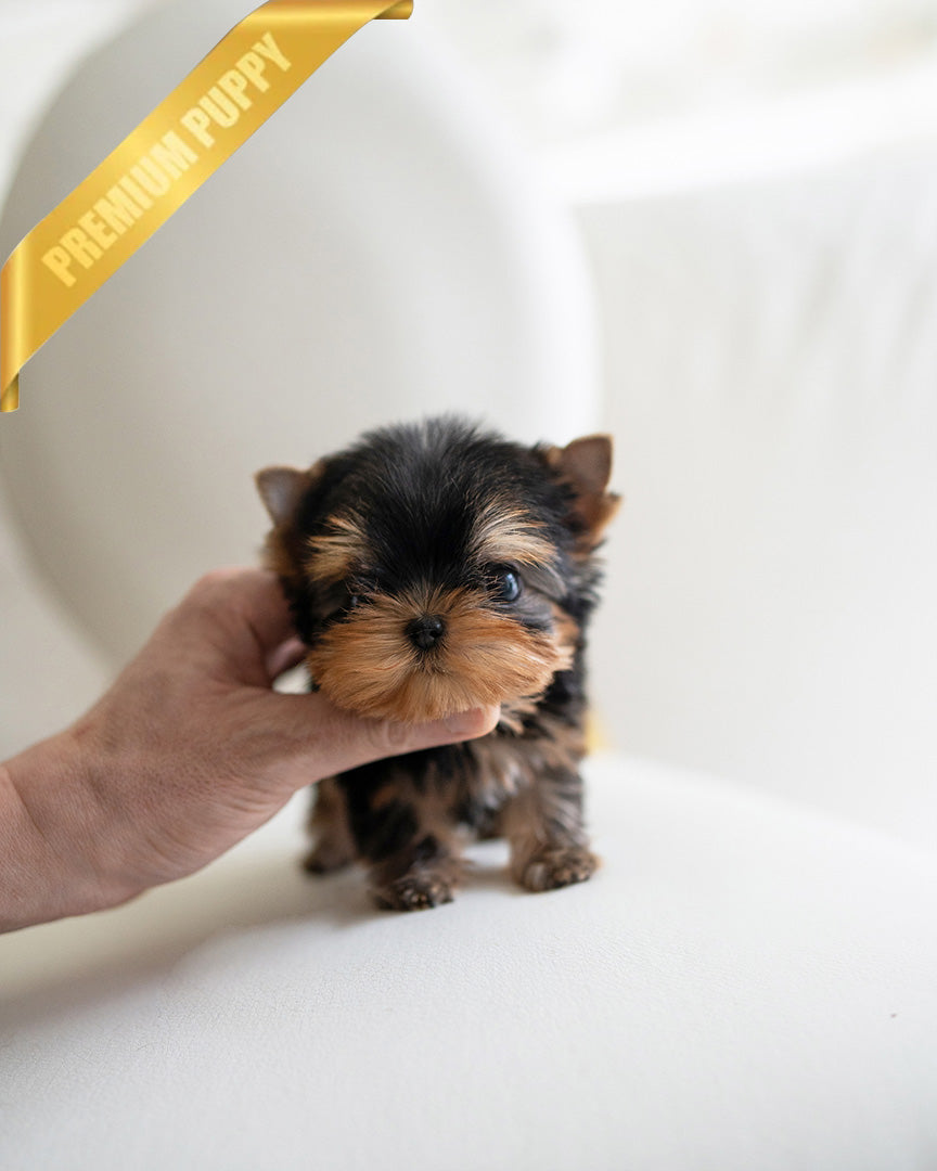 JAKE - MALE - ROLLY TEACUP PUPPIES -