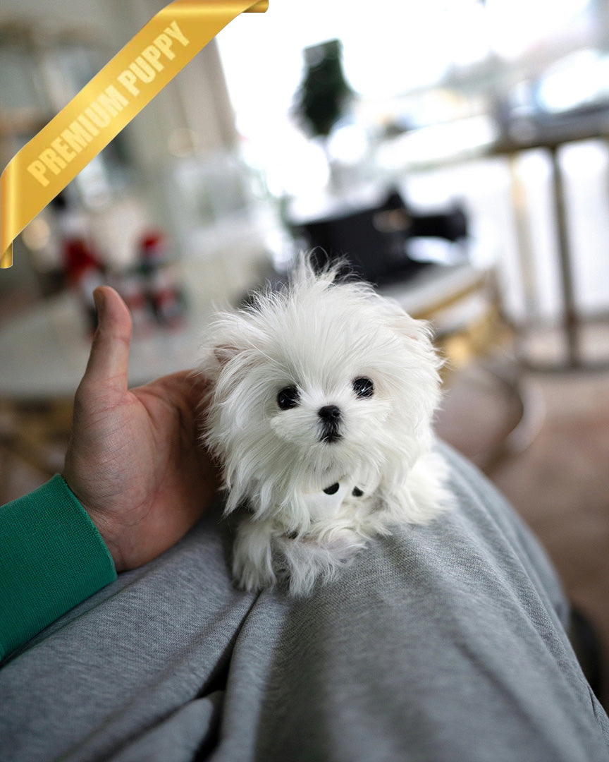 VALENTINA - FEMALE (RESERVED by NARISSA) - ROLLY TEACUP PUPPIES - TEACUP PUPPY FOR SALE