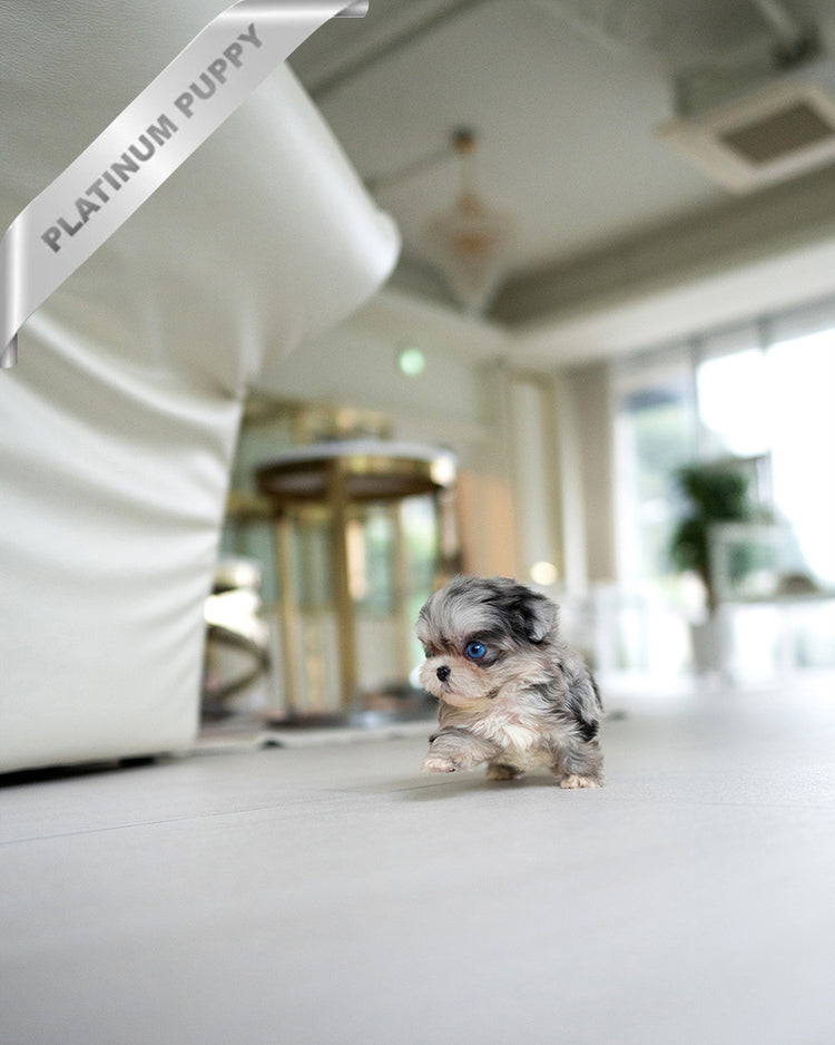 STERLING - MALE (PURCHASED by CATHERINE) - ROLLY TEACUP PUPPIES - TEACUP PUPPY FOR SALE