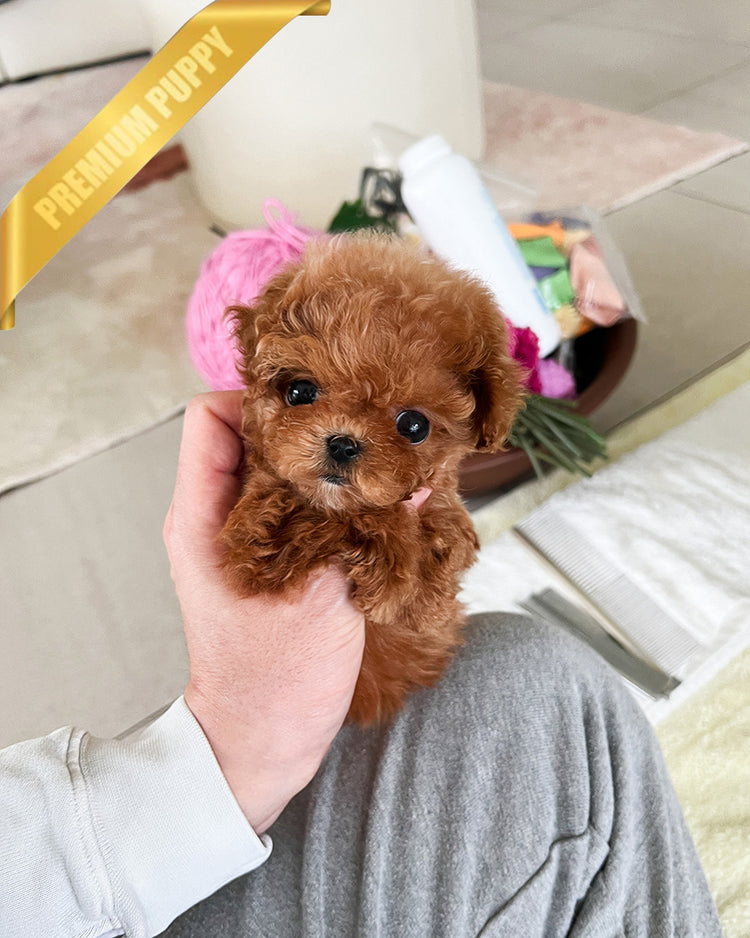 TIPPY - FEMALE (PURCHASED by SANDRA) - ROLLY TEACUP PUPPIES - TEACUP PUPPY FOR SALE