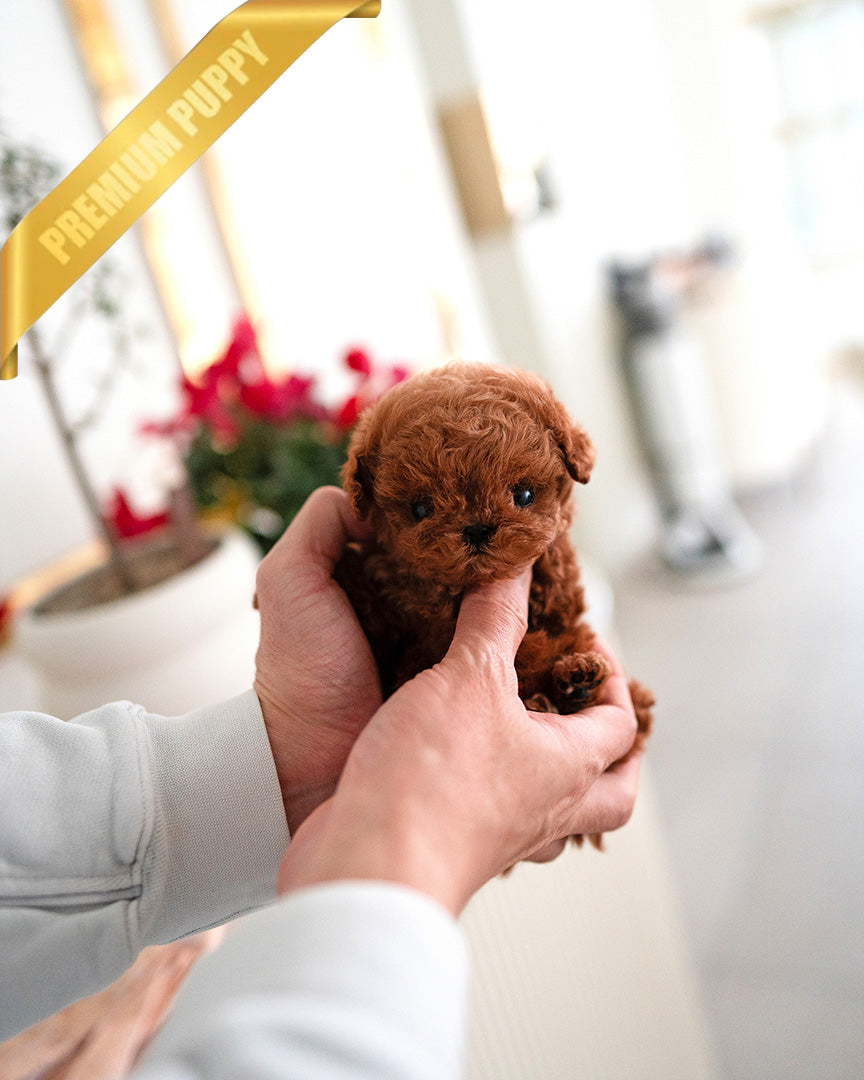 COOPER - MALE (PURCHASED by LIANA) - ROLLY TEACUP PUPPIES -