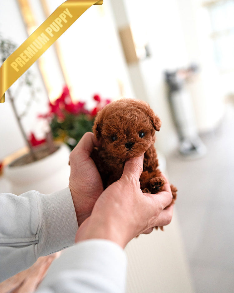 COOPER - MALE (PURCHASED by LIANA) - ROLLY TEACUP PUPPIES -