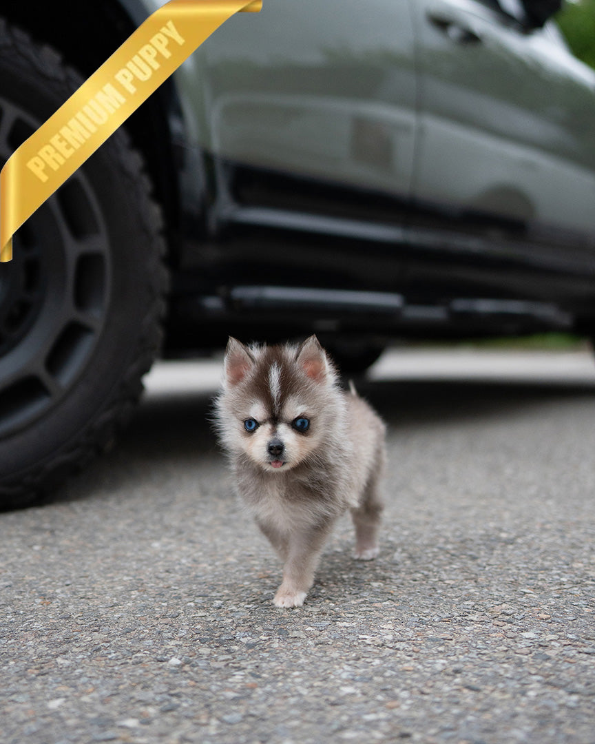 MILO - MALE (PURCHASED by MATT) - ROLLY TEACUP PUPPIES - TEACUP PUPPY FOR SALE