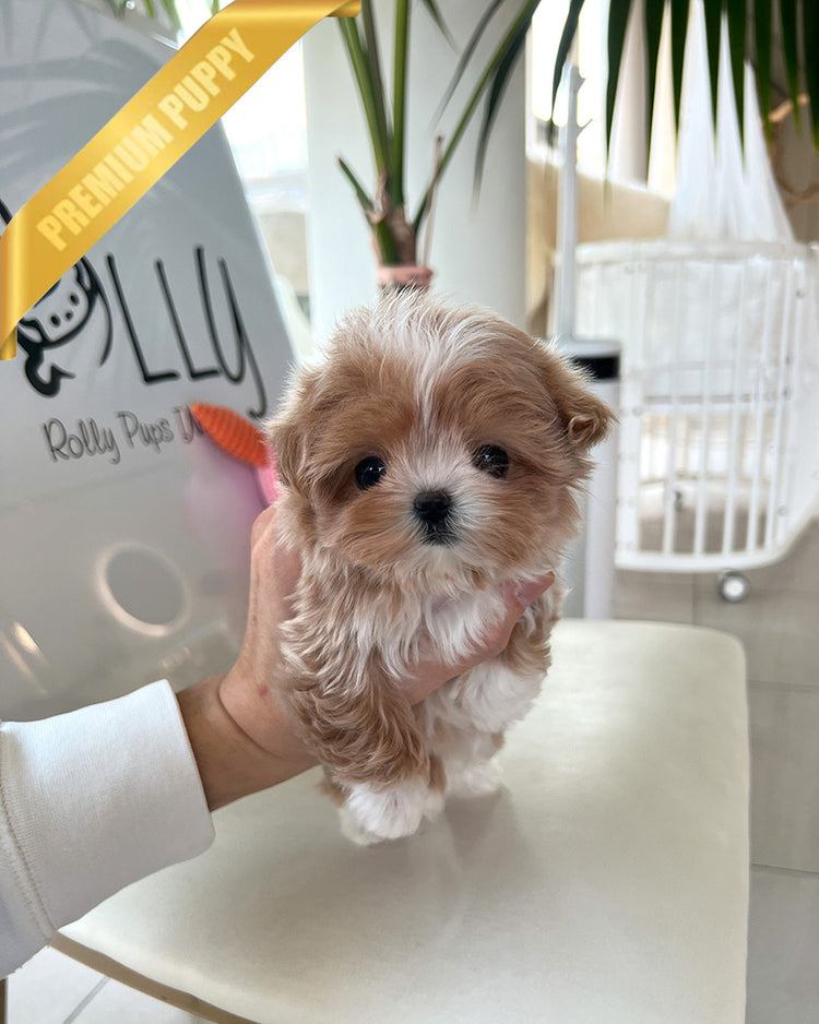 CHLOE - FEMALE (PURCHASED by CHAZ) - ROLLY TEACUP PUPPIES - TEACUP PUPPY FOR SALE