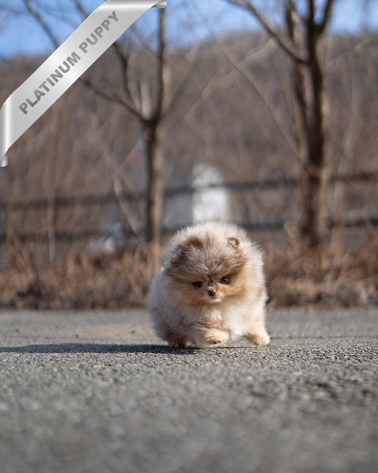 DIANA - FEMALE (PURCHASED by FERNANDO) - ROLLY TEACUP PUPPIES - TEACUP PUPPY FOR SALE