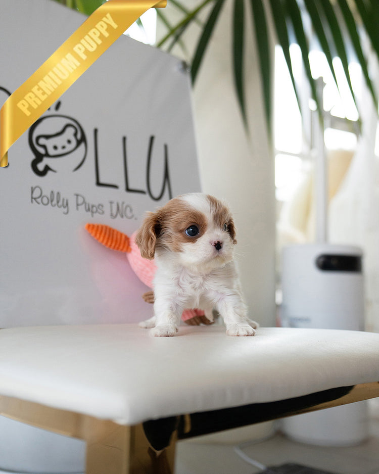 ARTHUR - MALE (PURCHASED by JULIE) - ROLLY TEACUP PUPPIES - TEACUP PUPPY FOR SALE