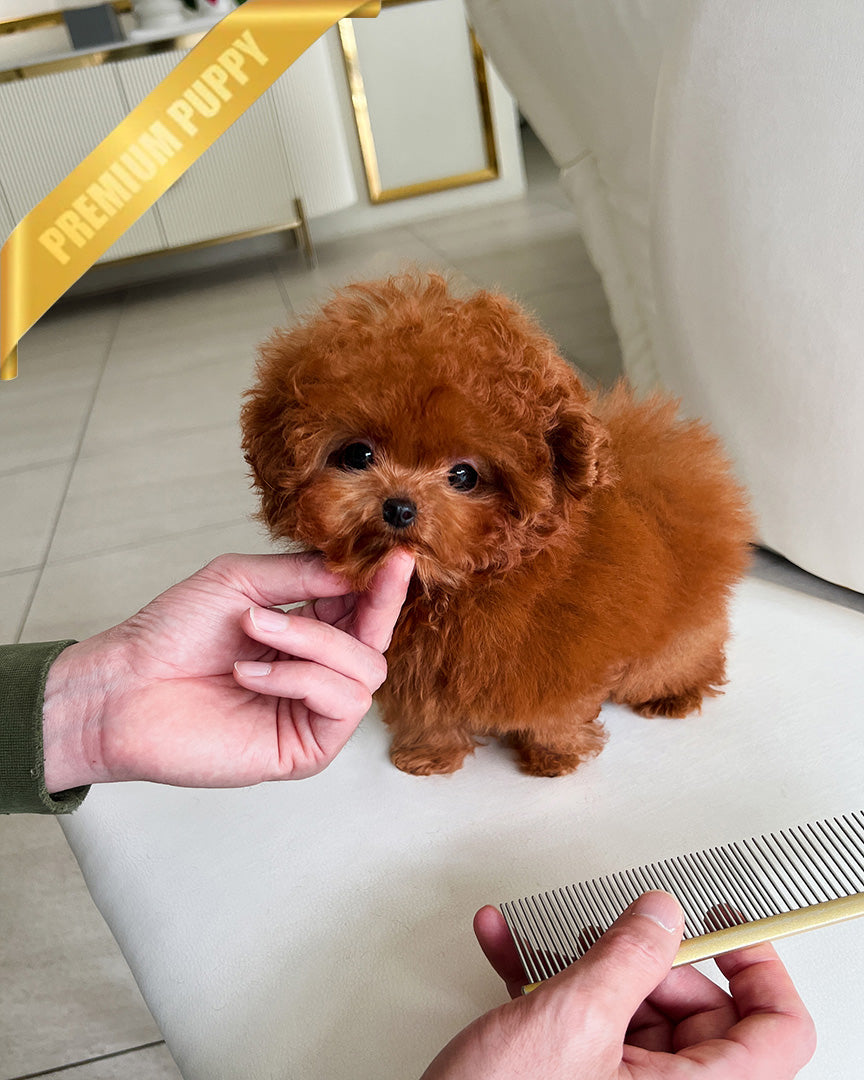 DOLLY - FEMALE - ROLLY TEACUP PUPPIES - TEACUP PUPPY FOR SALE