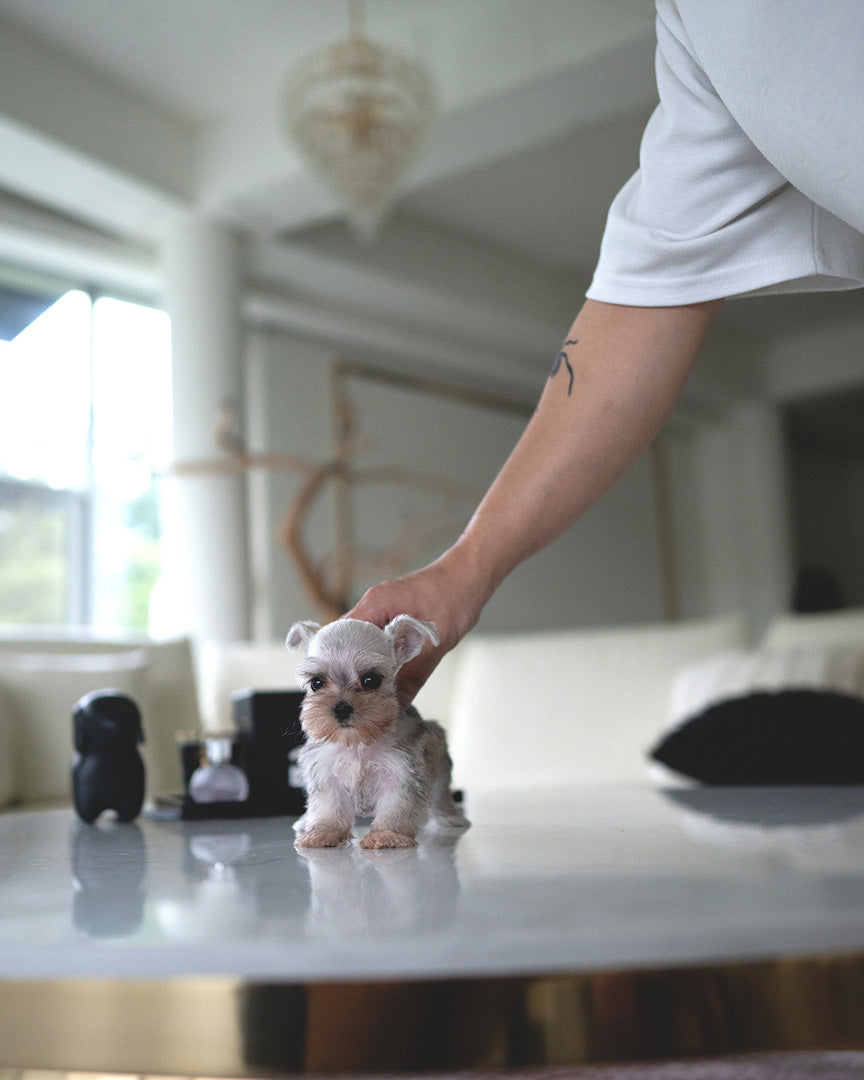 AGGIE - FEMALE (PURCHASED by TAMARA) - ROLLYPUPS OFFICIAL