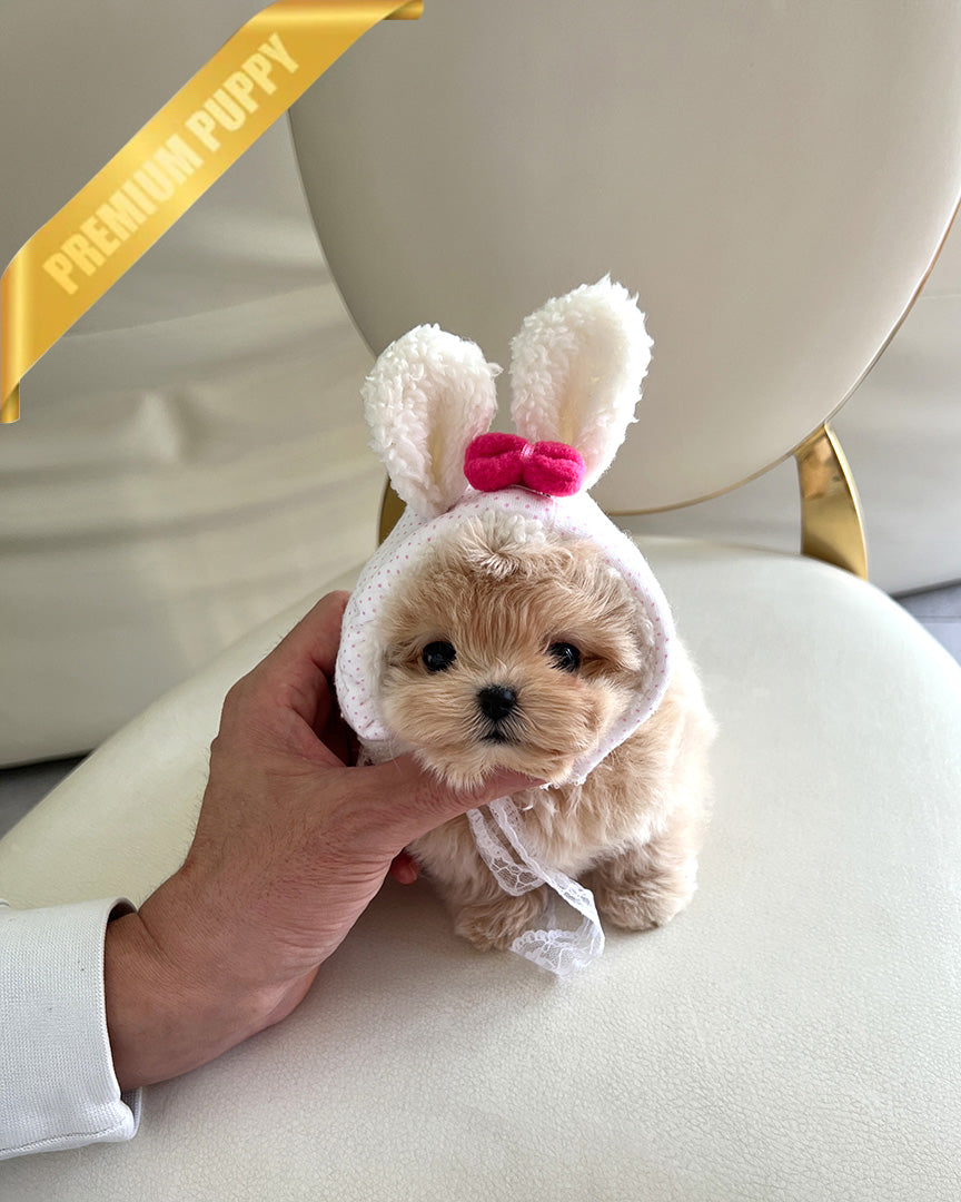 ZOEY - FEMALE - ROLLYPUPS OFFICIAL