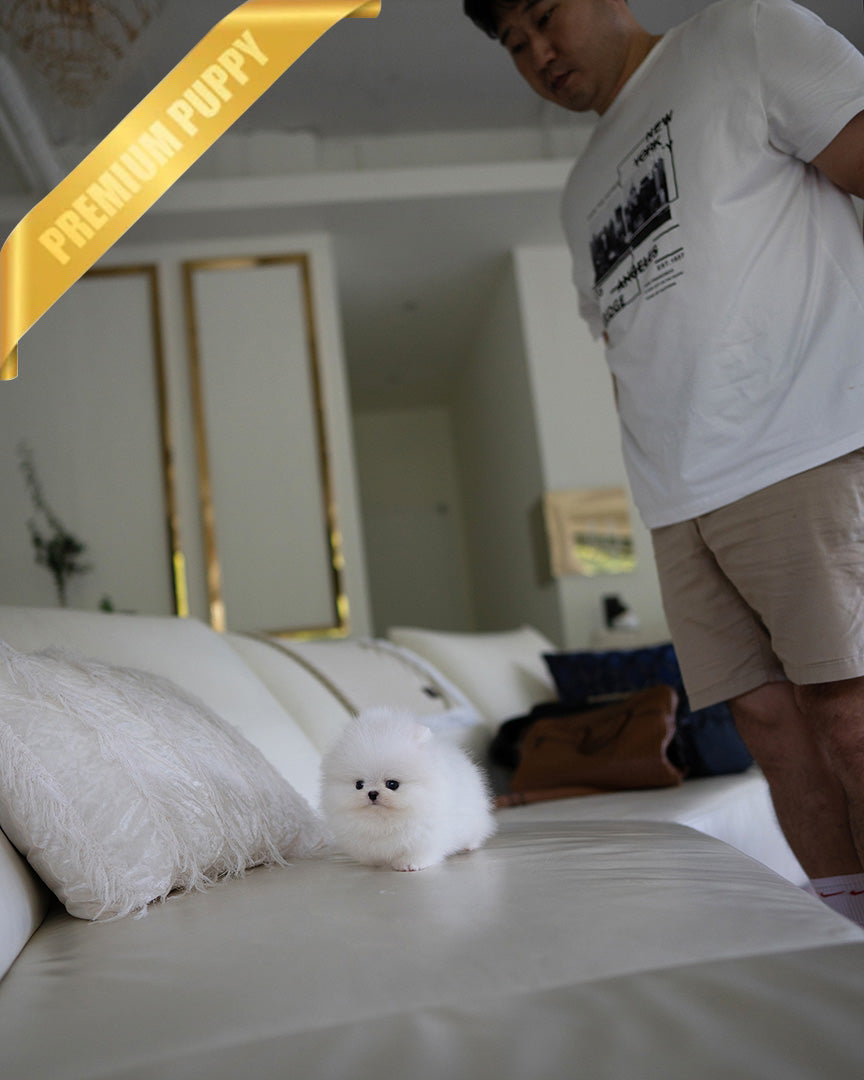 SNOWY - MALE (RESERVED by ISAAC) - ROLLY TEACUP PUPPIES - TEACUP PUPPY FOR SALE