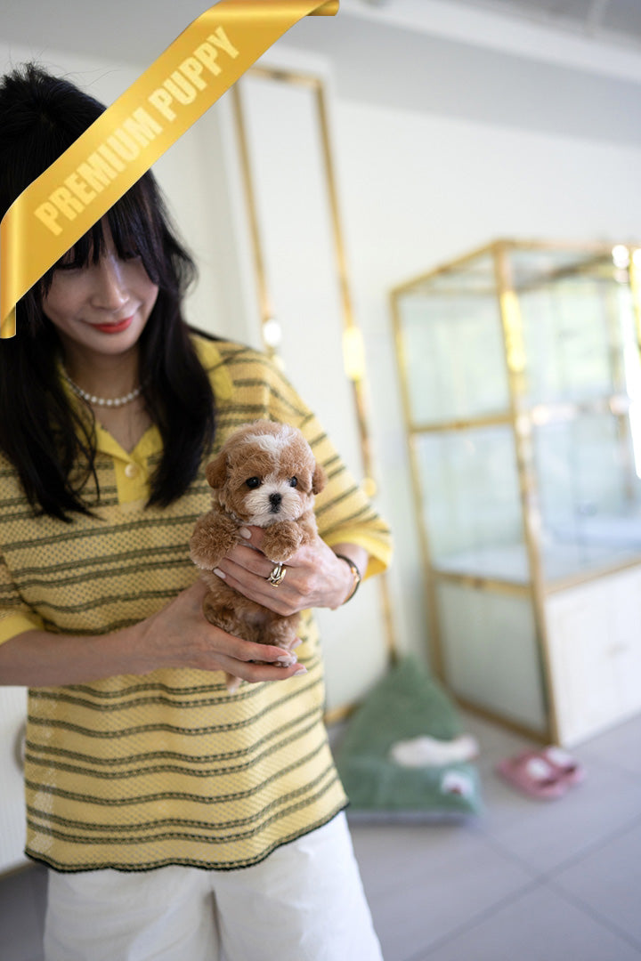 CHANEL - FEMALE (PURCHASED by RT) - ROLLY TEACUP PUPPIES - TEACUP PUPPY FOR SALE